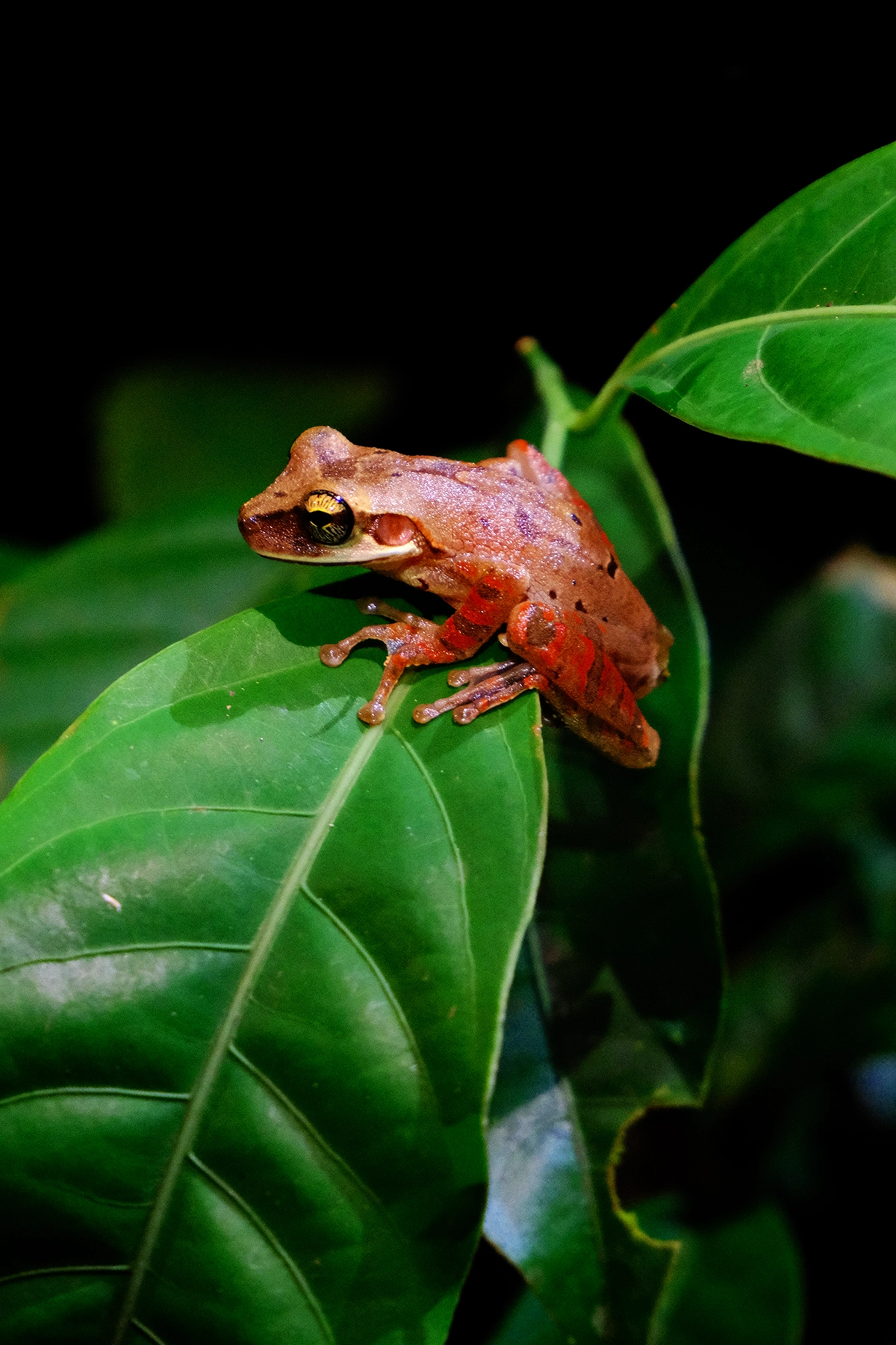 Voyage en Colombie Jiwaecotours.com