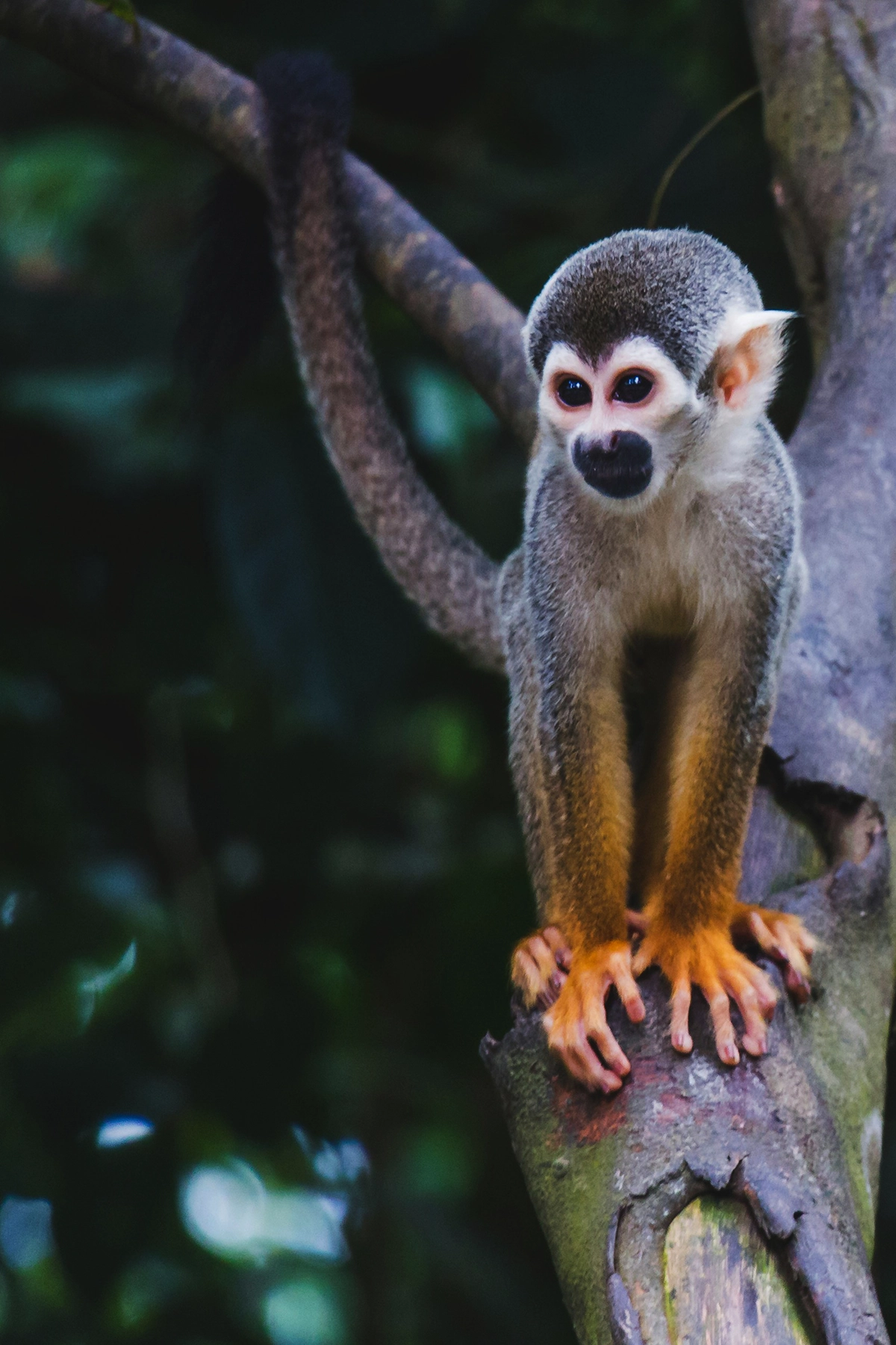 Voyage en Colombie Jiwaecotours.com
