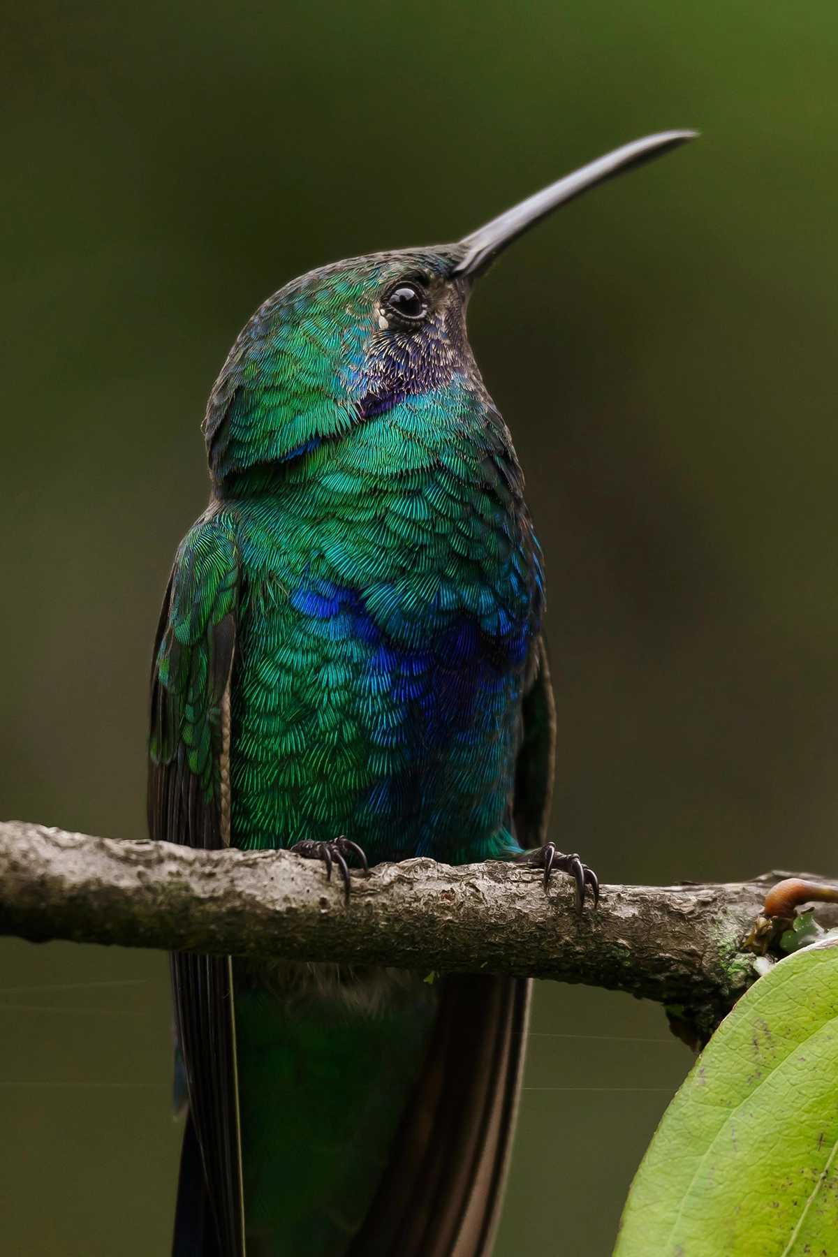 Voyage en Colombie Jiwaecotours.com