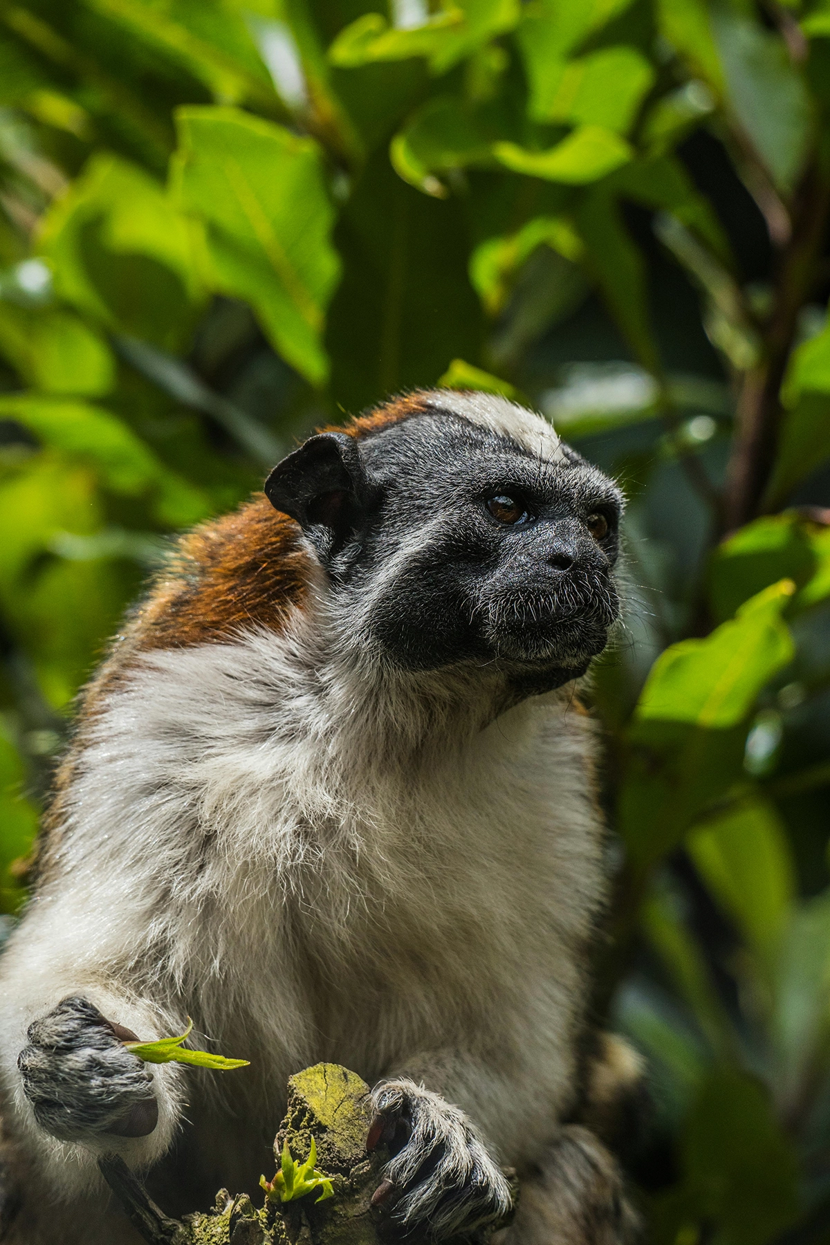 Voyage en Colombie Jiwaecotours.com