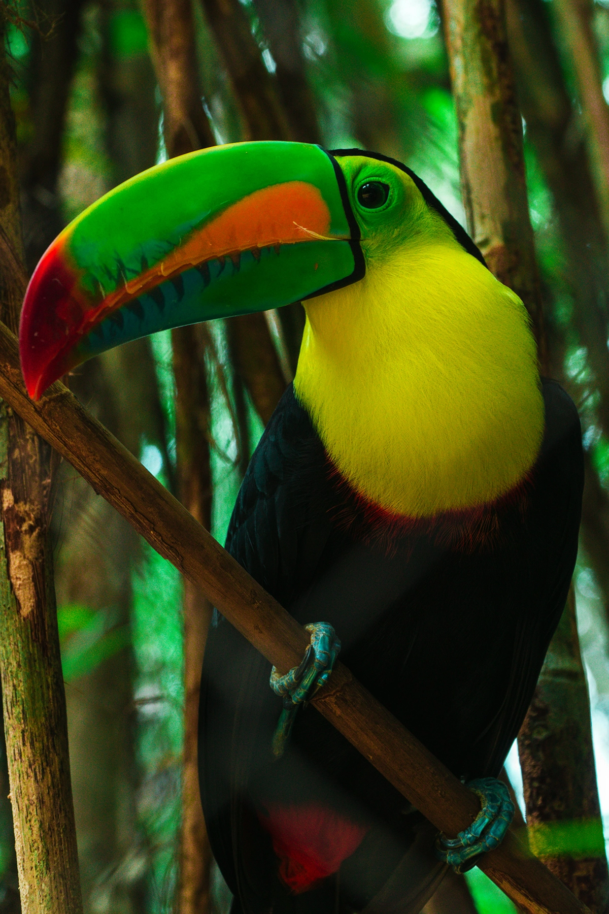 Voyage en Colombie Jiwaecotours.com