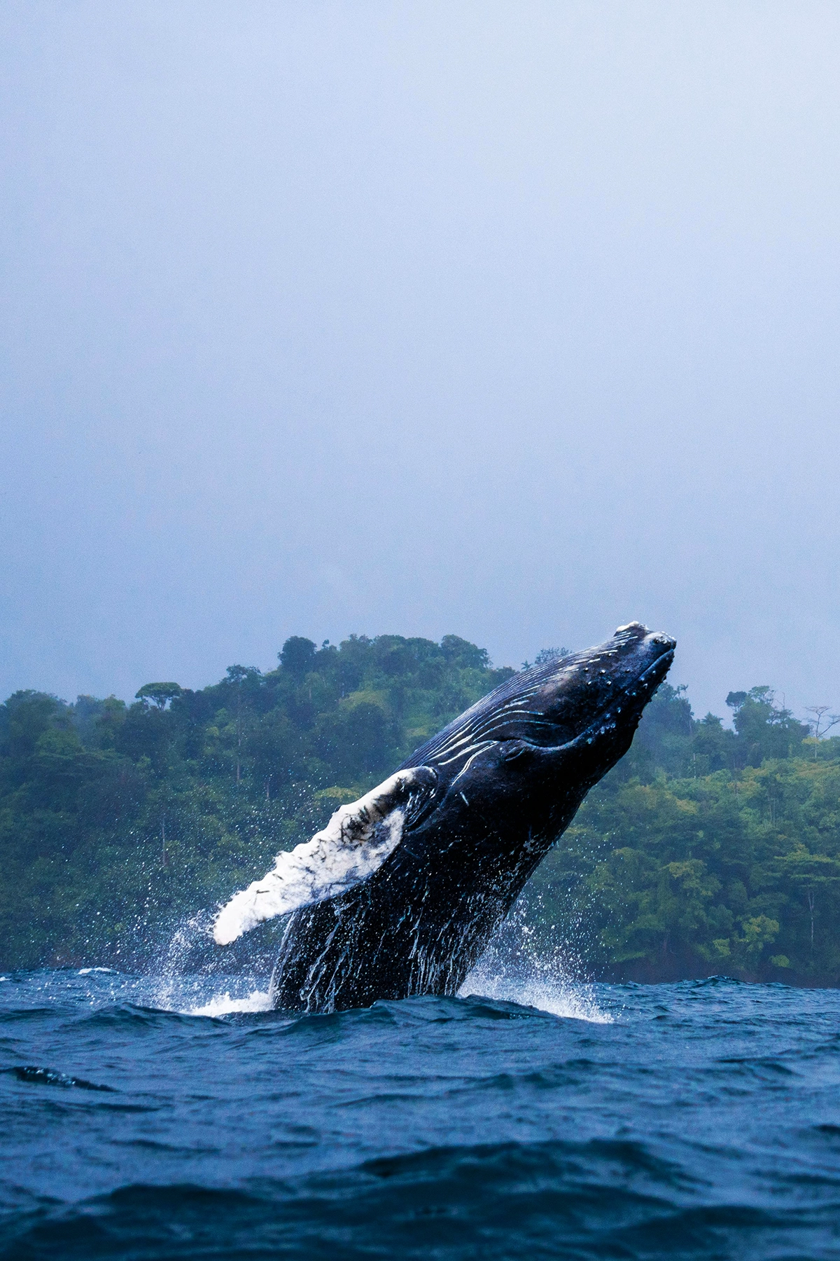 Voyage en Colombie Jiwaecotours.com