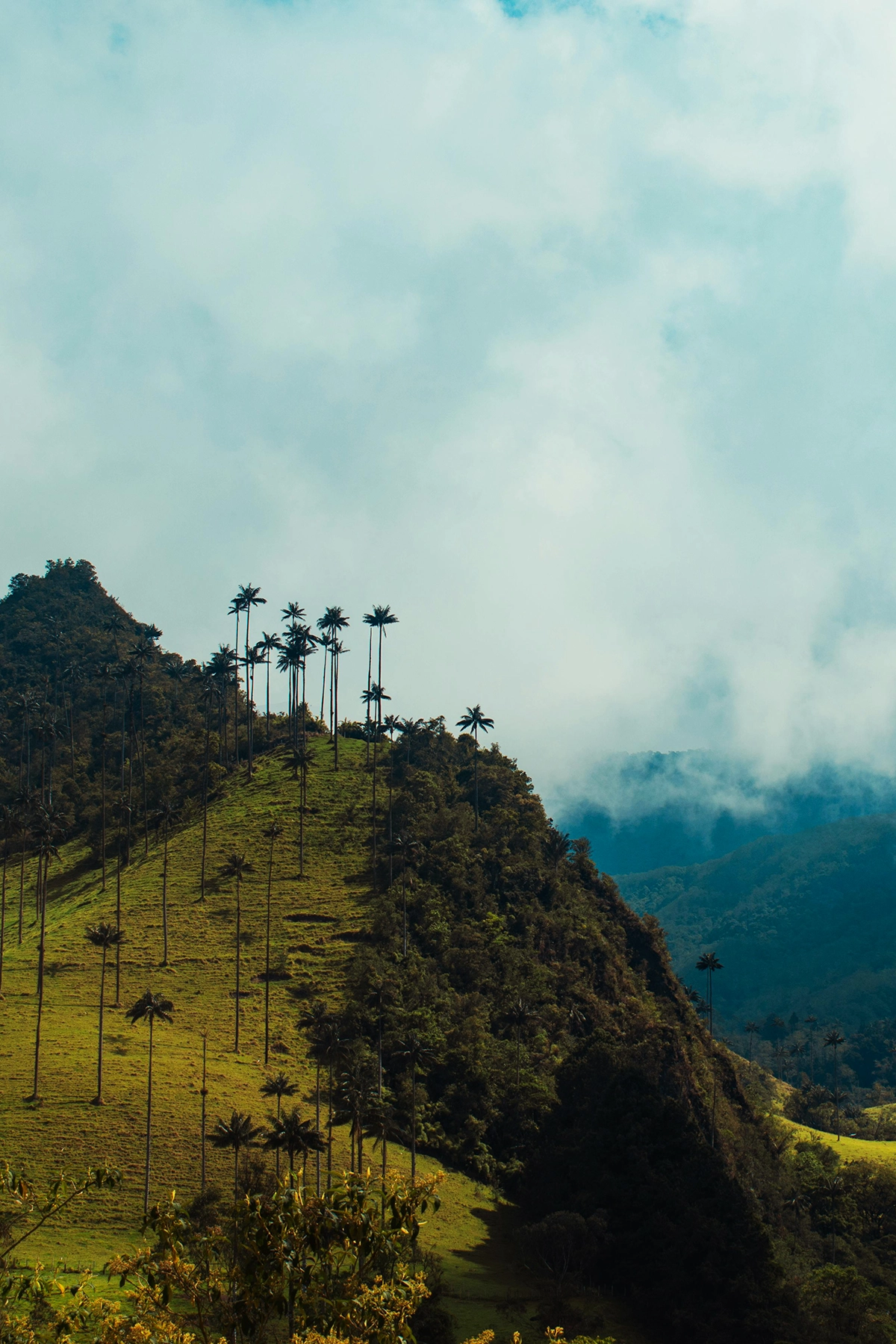 Voyage en Colombie Jiwaecotours.com