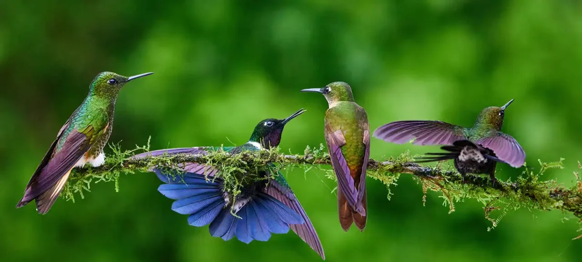 Voyage en Colombie Jiwaecotours.com